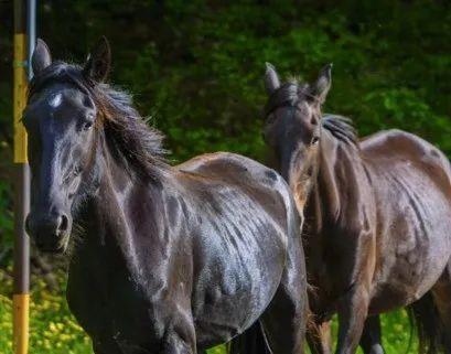 人与马性行交在线视频,揭秘人与马性行交的惊悚真相